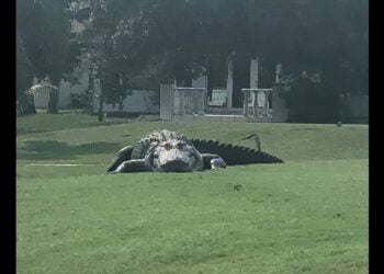 Massive gator on Fla. golf course – a ‘Jurassic’ moment!