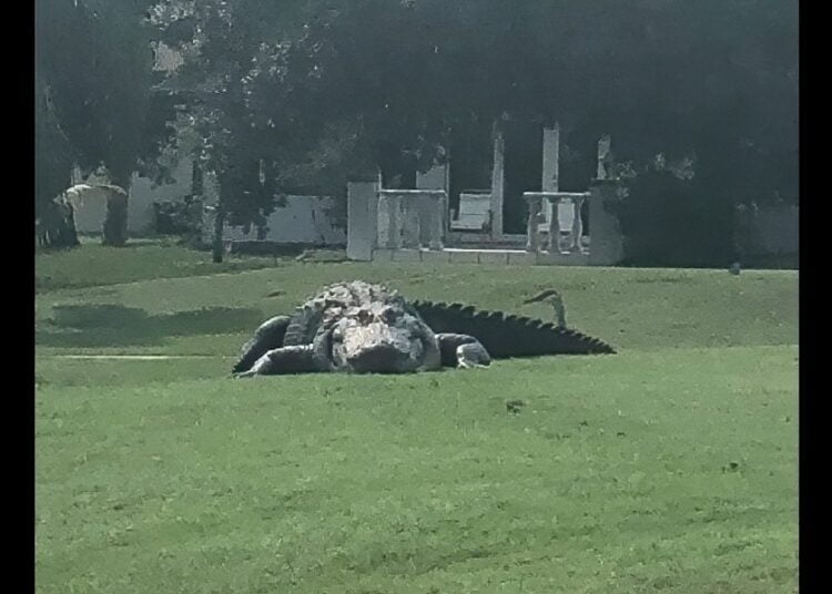Massive gator on Fla. golf course – a ‘Jurassic’ moment!