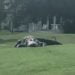 Massive gator on Fla. golf course – a ‘Jurassic’ moment!